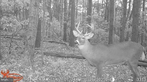 Land in CATAWISSA 3