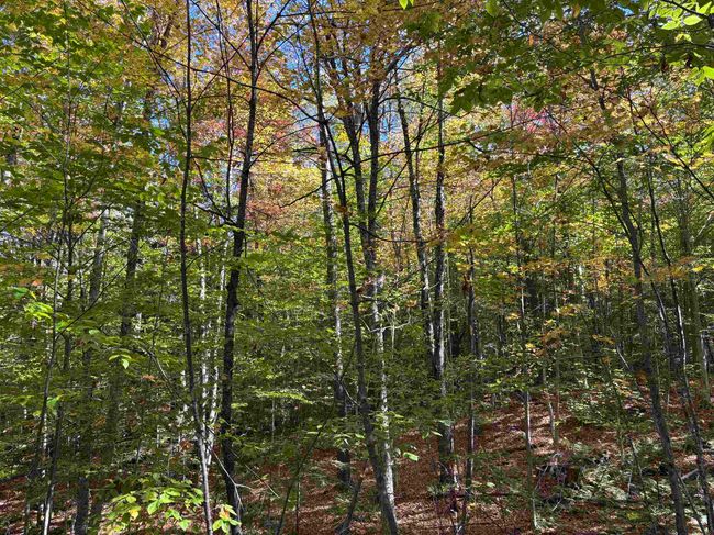 0 Snell Rd, Home with 0 bedrooms, 0 bathrooms and null parking in Chester VT | Image 6