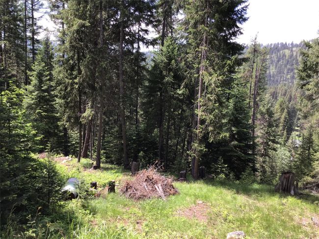 Trees | Image 17