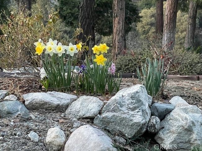 Gorgeous flowers | Image 56
