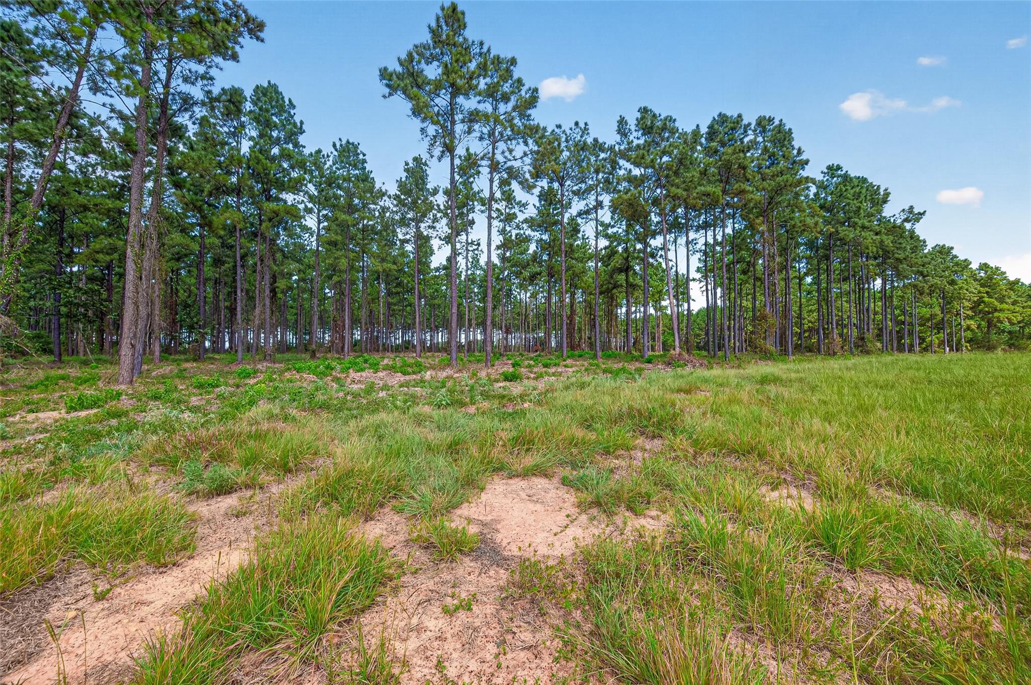 Land in Livingston 5