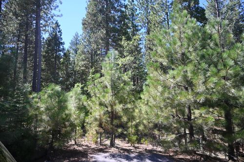 19 Chad Ct, Burney, CA, 96013 | Card Image