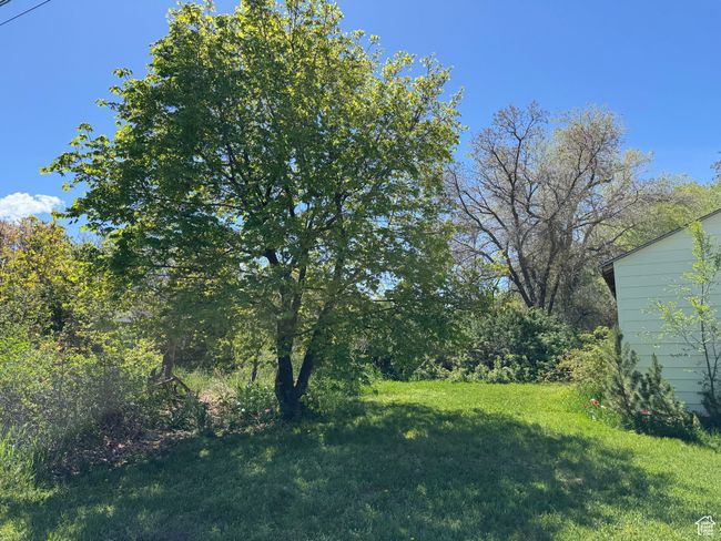 View of green lawn | Image 31