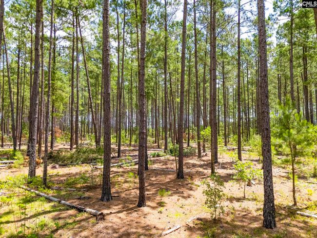 347 Peachtwig Rd, Home with 0 bedrooms, 0 bathrooms and null parking in Monetta SC | Image 13