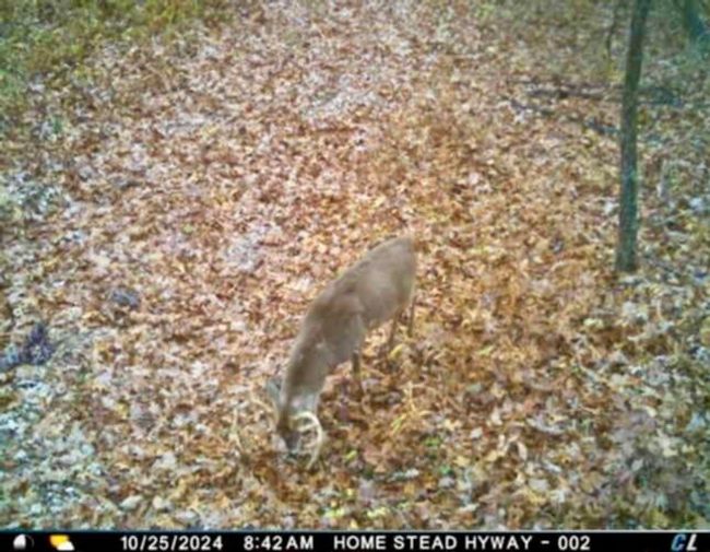 Deer | Image 16