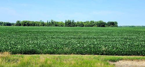 0 S Marion St, Bloomville, OH, 44818 | Card Image
