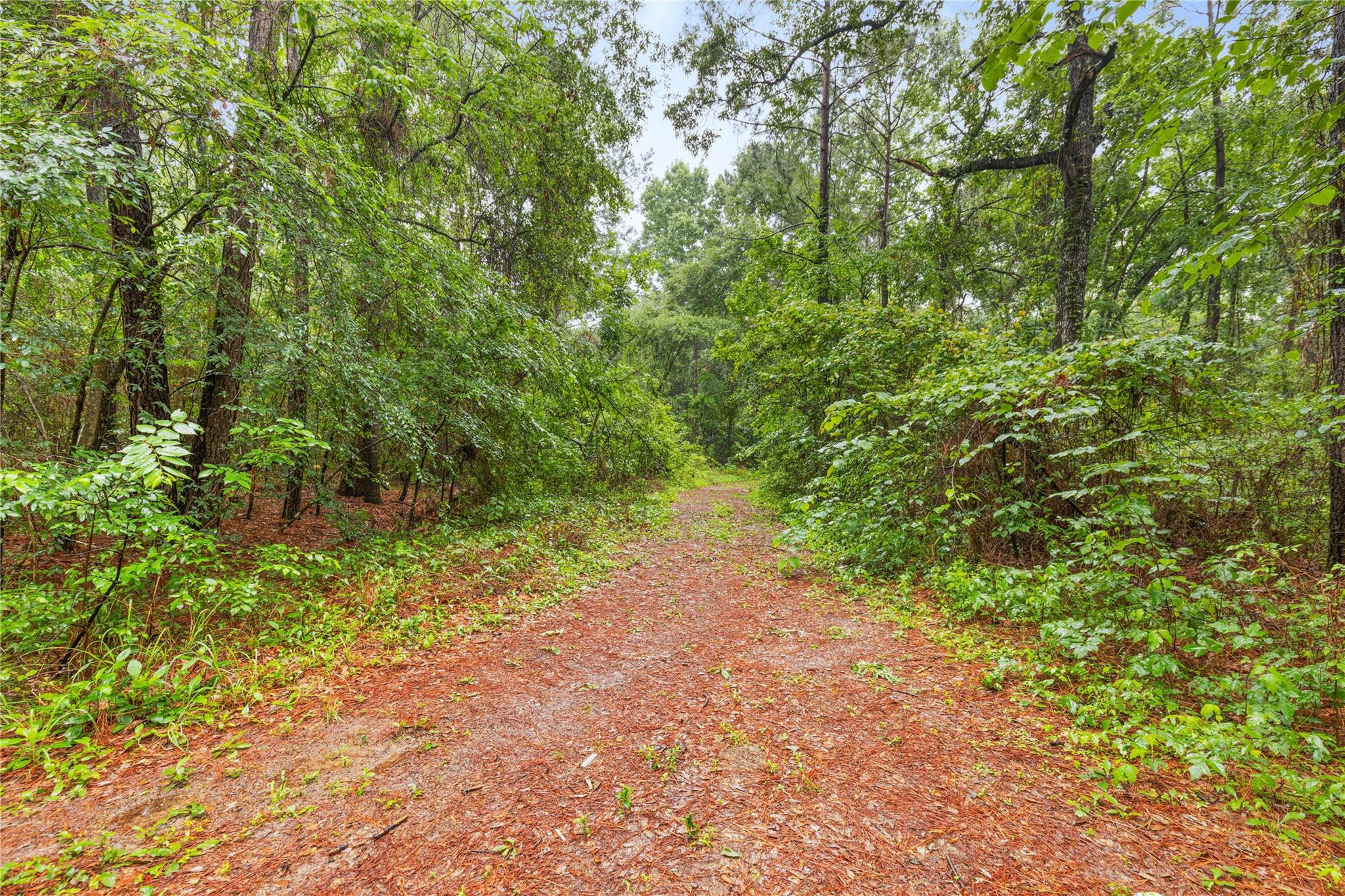 Land in Plantersville 3