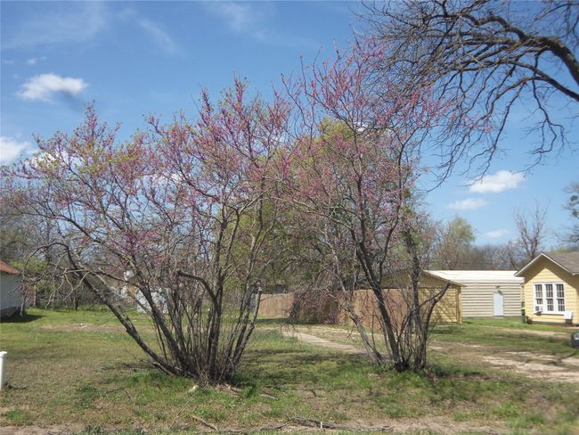 redbud tree | Image 34