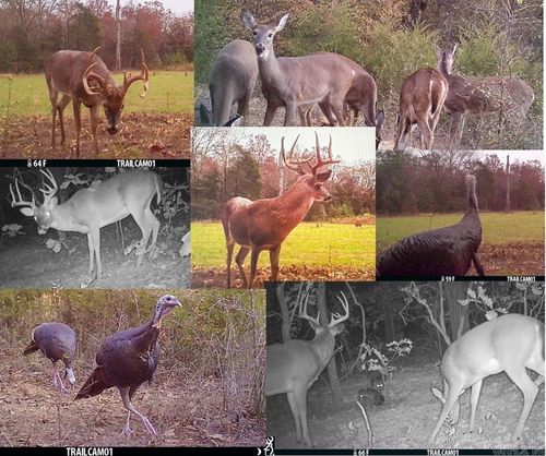 350 Sunset Ln, Center Ridge, AR, 72027-8364 | Card Image