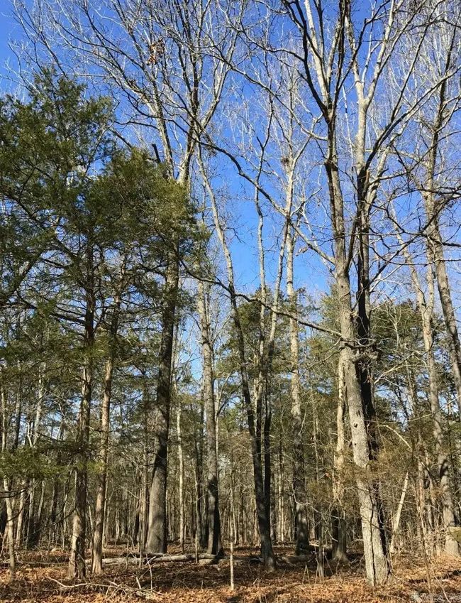 000 Cedar Ln, Home with 0 bedrooms, 0 bathrooms and null parking in Lead Hill AR | Image 41