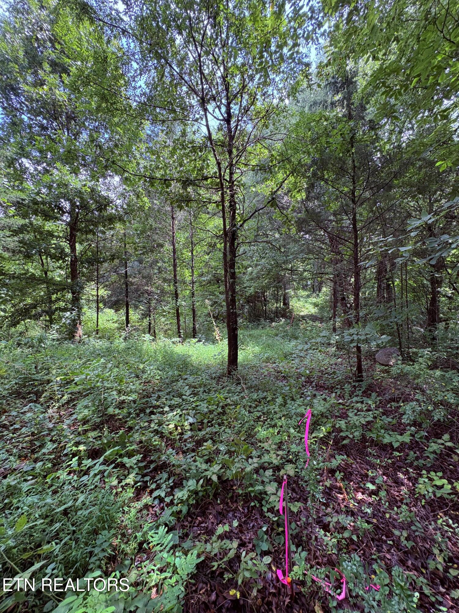 Land in Strawberry Plains 5