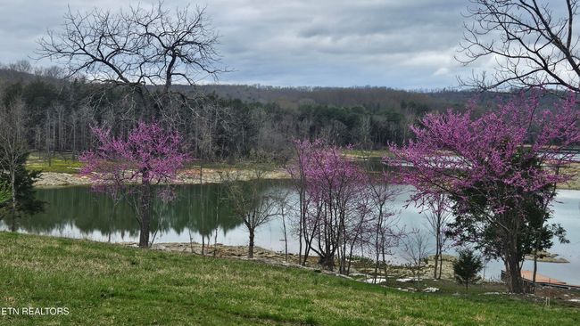 Early spring, trees are blooming. | Image 25