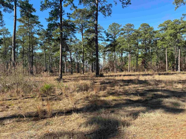 TRACT-1-24 - 024 Private Road 6028, Home with 0 bedrooms, 0 bathrooms and null parking in Brookeland TX | Image 6