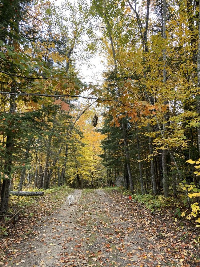 Drivewayfall.jpg | Image 33