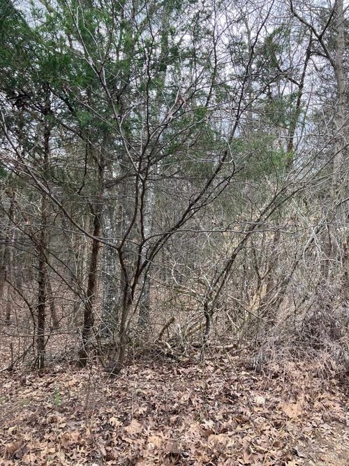 TBD Ridge Line Rd, Evening Shade, AR, 72532 | Card Image