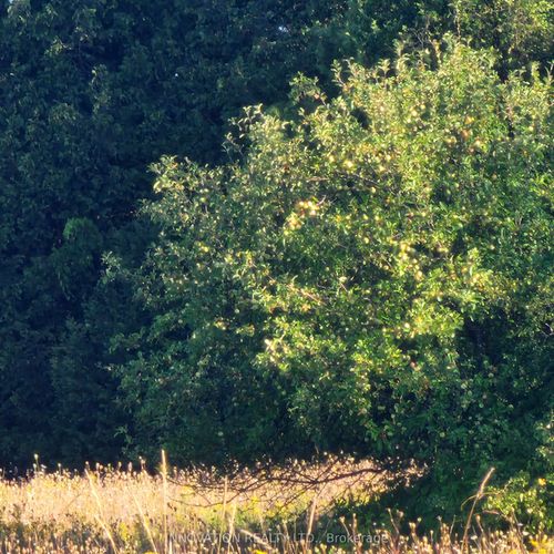 7020 Gallagher Rd, North Gower, ON, K0A2T0 | Card Image