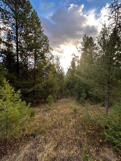 Lot 10 Black Pine Rd, Philipsburg, MT, 59858-9629 | Card Image