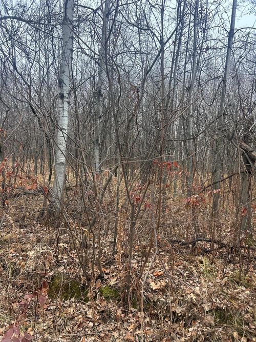 TBDxx Golf Course Dr, Cushing Twp, MN, 56443 | Card Image