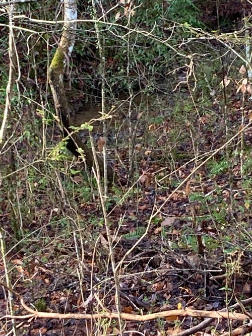 53 Fiesta Blvd, Sevierville, TN, 37876-6528 | Card Image