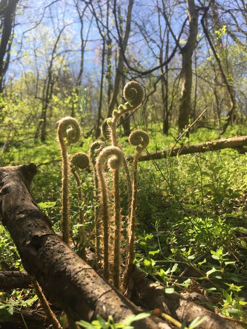 0 Rutherford Ln, Smithville, TN, 37166 | Card Image