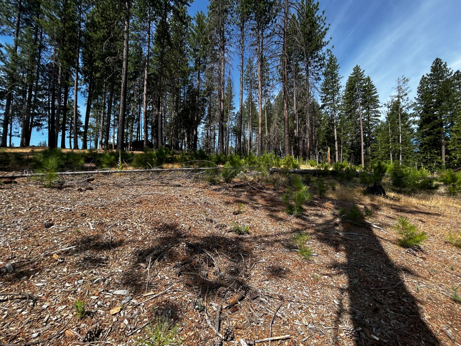 Land in Grizzly Flats