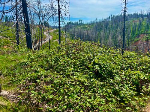 4664 String Canyon Road, Somerset, CA, 95684 | Card Image