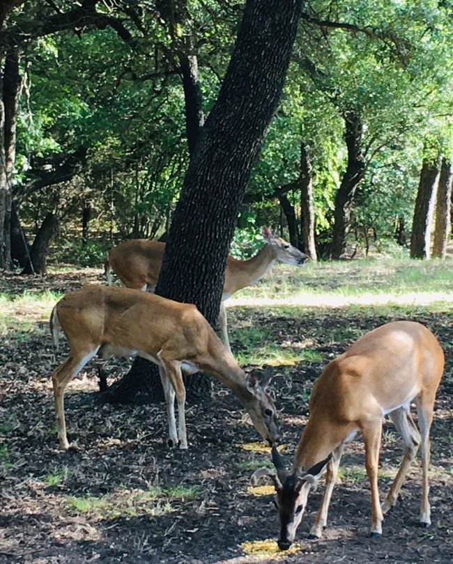 Lots of wildlife at White Bluff Resort! | Image 21