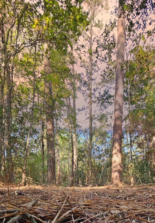 Lot 11 Gregory Lane, New Waverly, TX, 77358 | Card Image