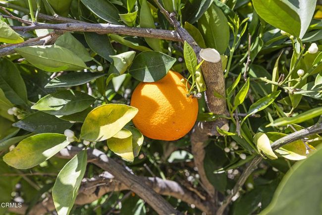 Orange tree | Image 28