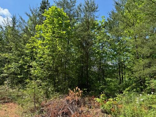 Lot 11 Paradise, Marble, NC, 28905 | Card Image