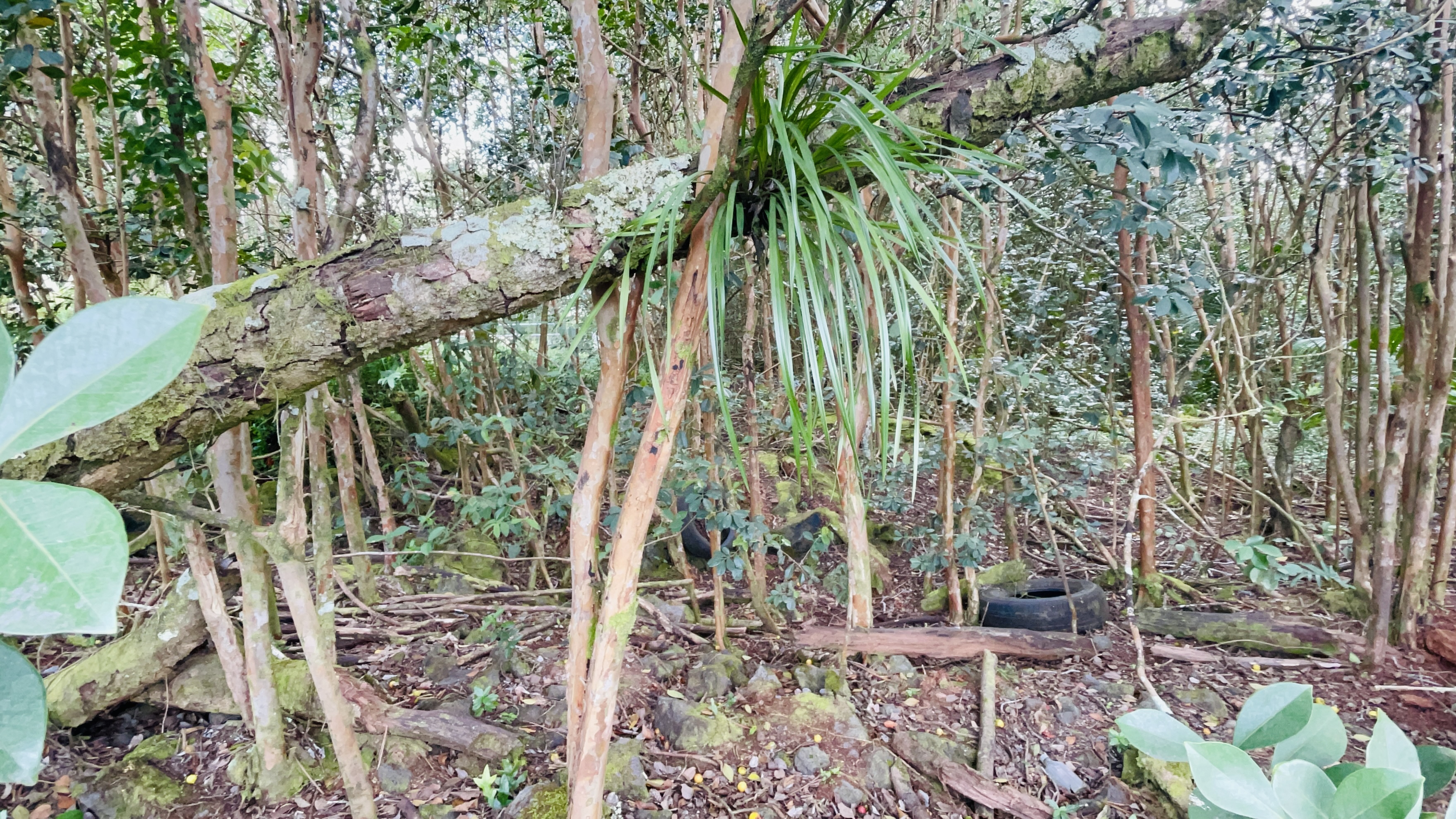 Land in Keaau 2