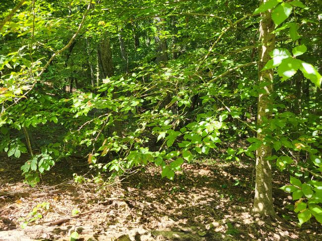 0 Red Ash Rd, Home with 0 bedrooms, 0 bathrooms and null parking in Sugar Tree TN | Image 5