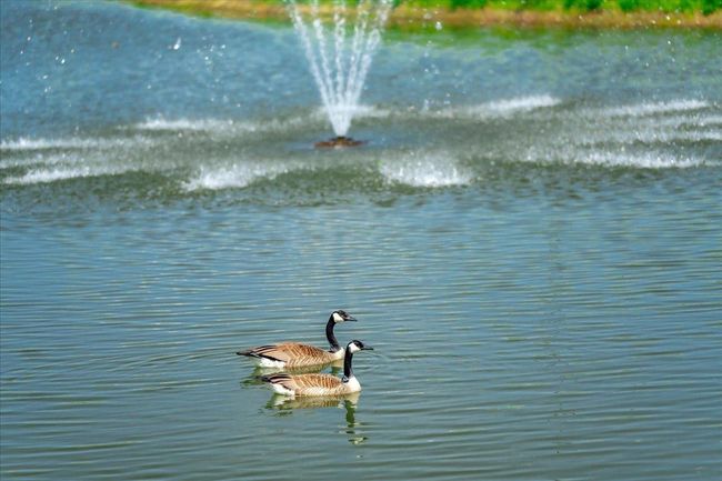 Pond | Image 11