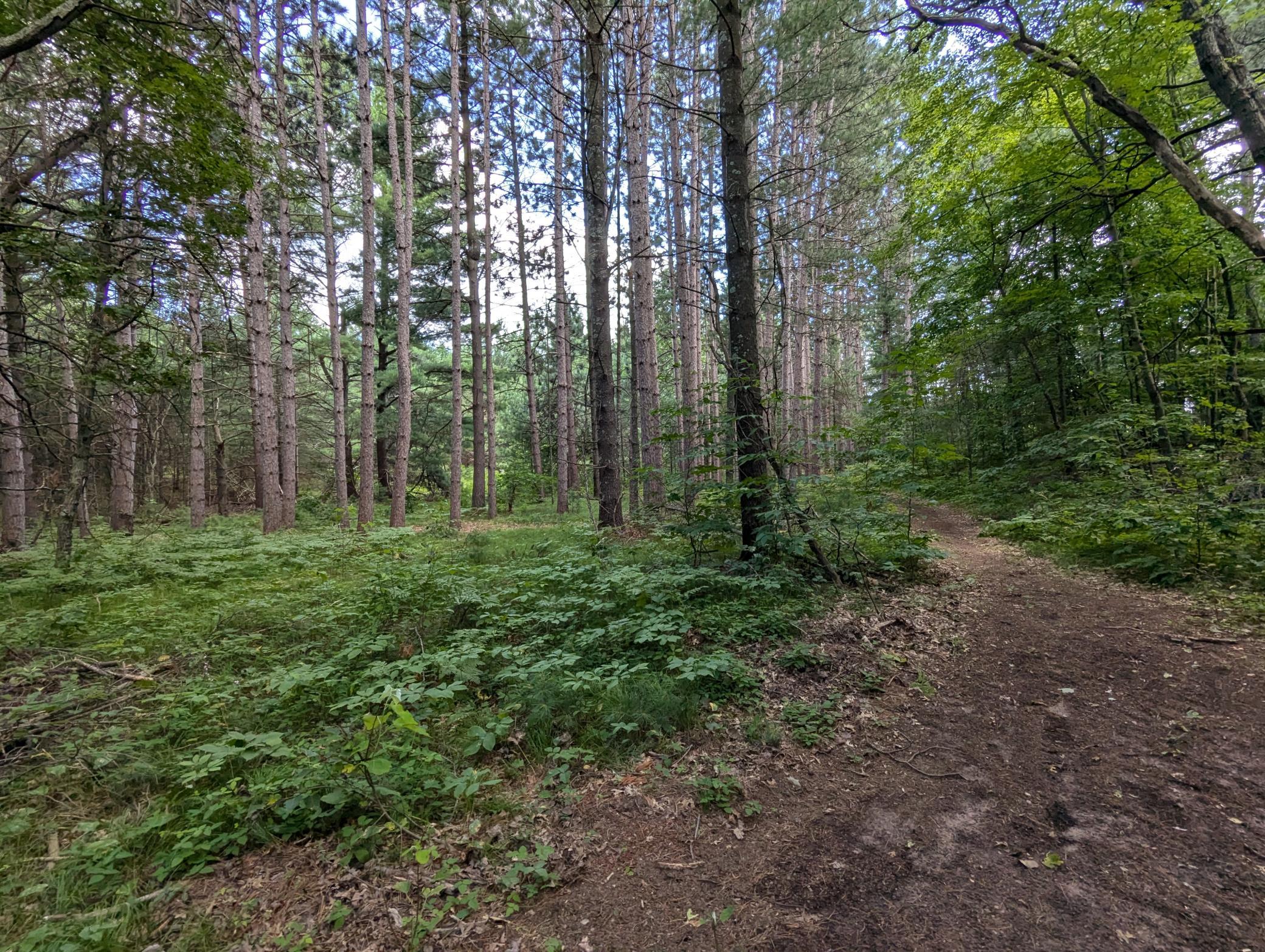 Land in Webster 5