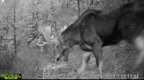 1733 Old Addy Rd, Addy, WA, 99101 | Card Image