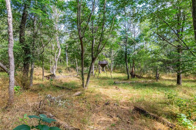 View of local wilderness | Image 21