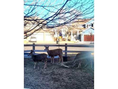 9645 N Crystal Lake Dr, Littleton, CO, 80125-8407 | Card Image