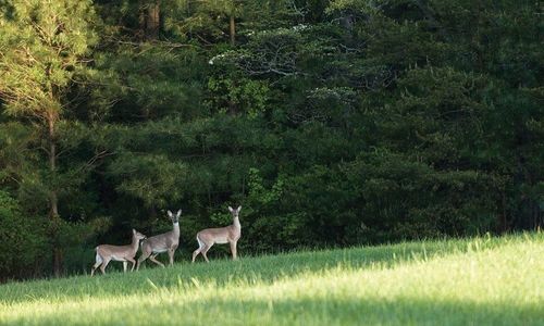 14 Sandpiper Drive, New Waverly, TX, 77358 | Card Image