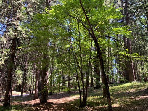 12043 Pasquale Road, Nevada City, CA, 95959 | Card Image