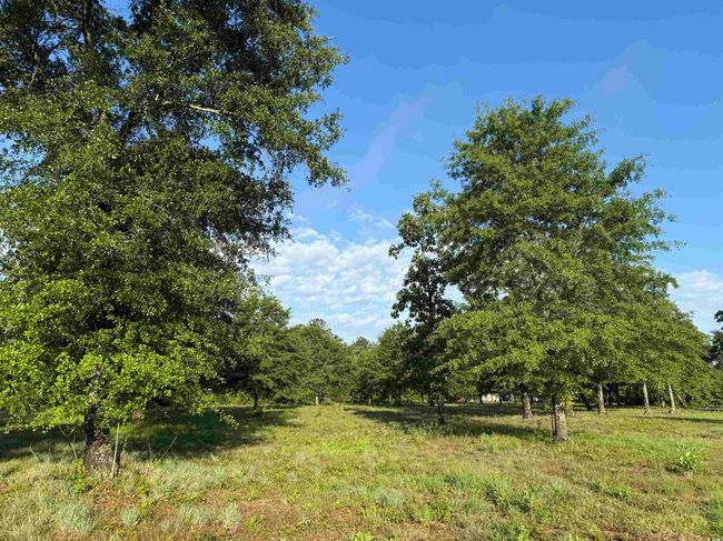 10 Cohen Dr., Home with 0 bedrooms, 0 bathrooms and null parking in Hemingway SC | Image 6