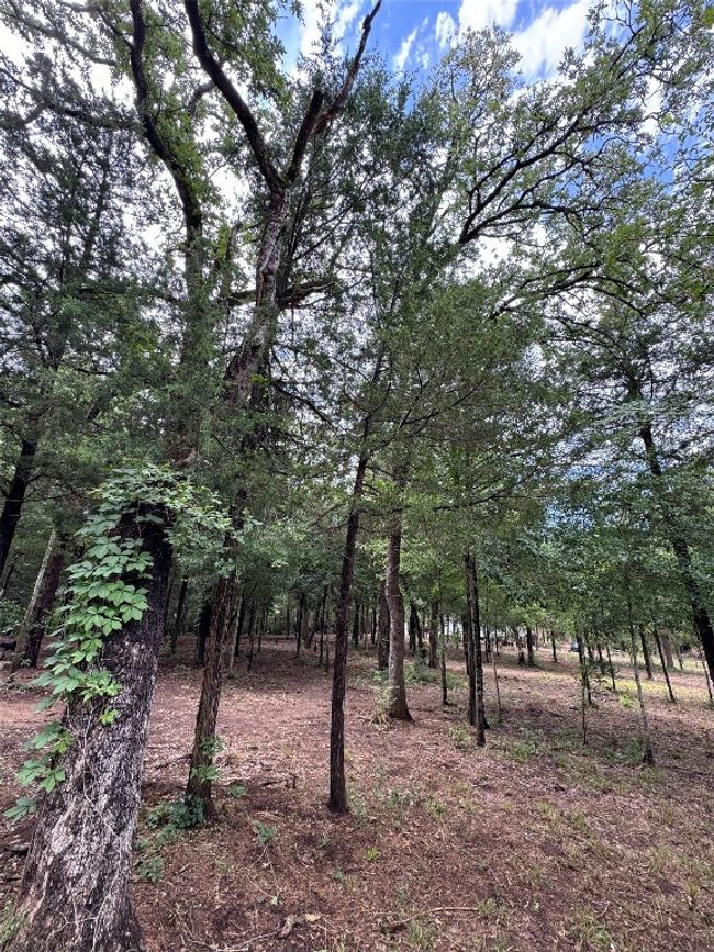 View of nature | Image 16