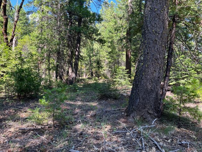 2761 Quincy La Porte Rd, Home with 0 bedrooms, 0 bathrooms and null parking in Strawberry Valley CA | Image 7