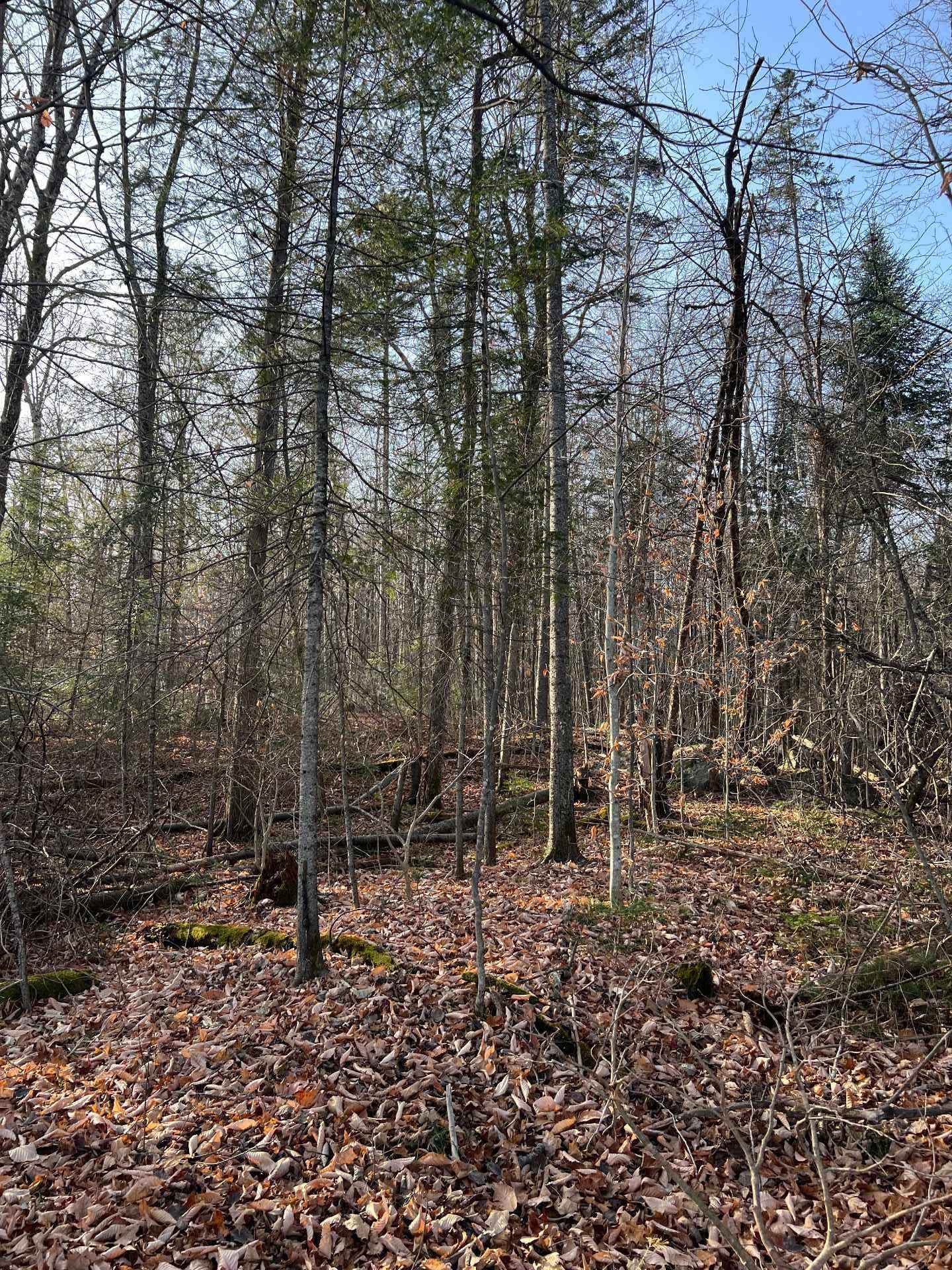 Land in Brownsburg-Chatham