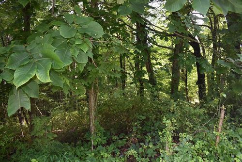 TBA Beverly Hills Dr, North Tazewell, VA, 24630 | Card Image