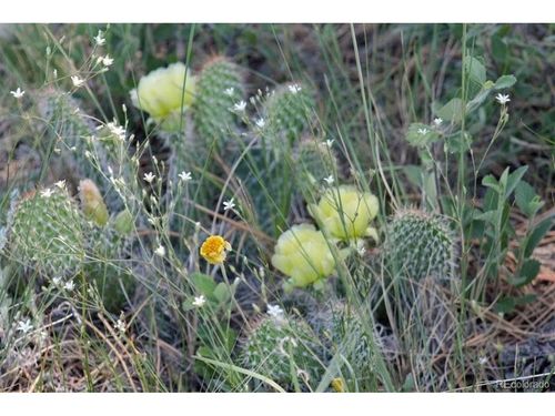 5 Mcclelland Rd, Calhan, CO, 80808 | Card Image
