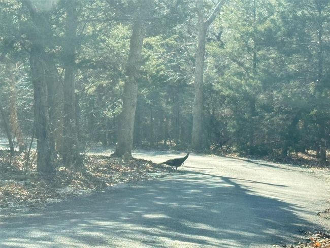 Turkey at top of drive. | Image 40