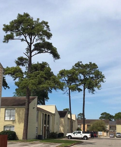 apt-901-6200 W Tidwell Rd, Houston, TX, 77092-2371 | Card Image