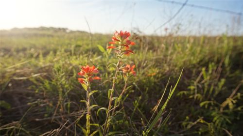 TBD Lot 1 Adams Road, Sherman, TX, 75090 | Card Image