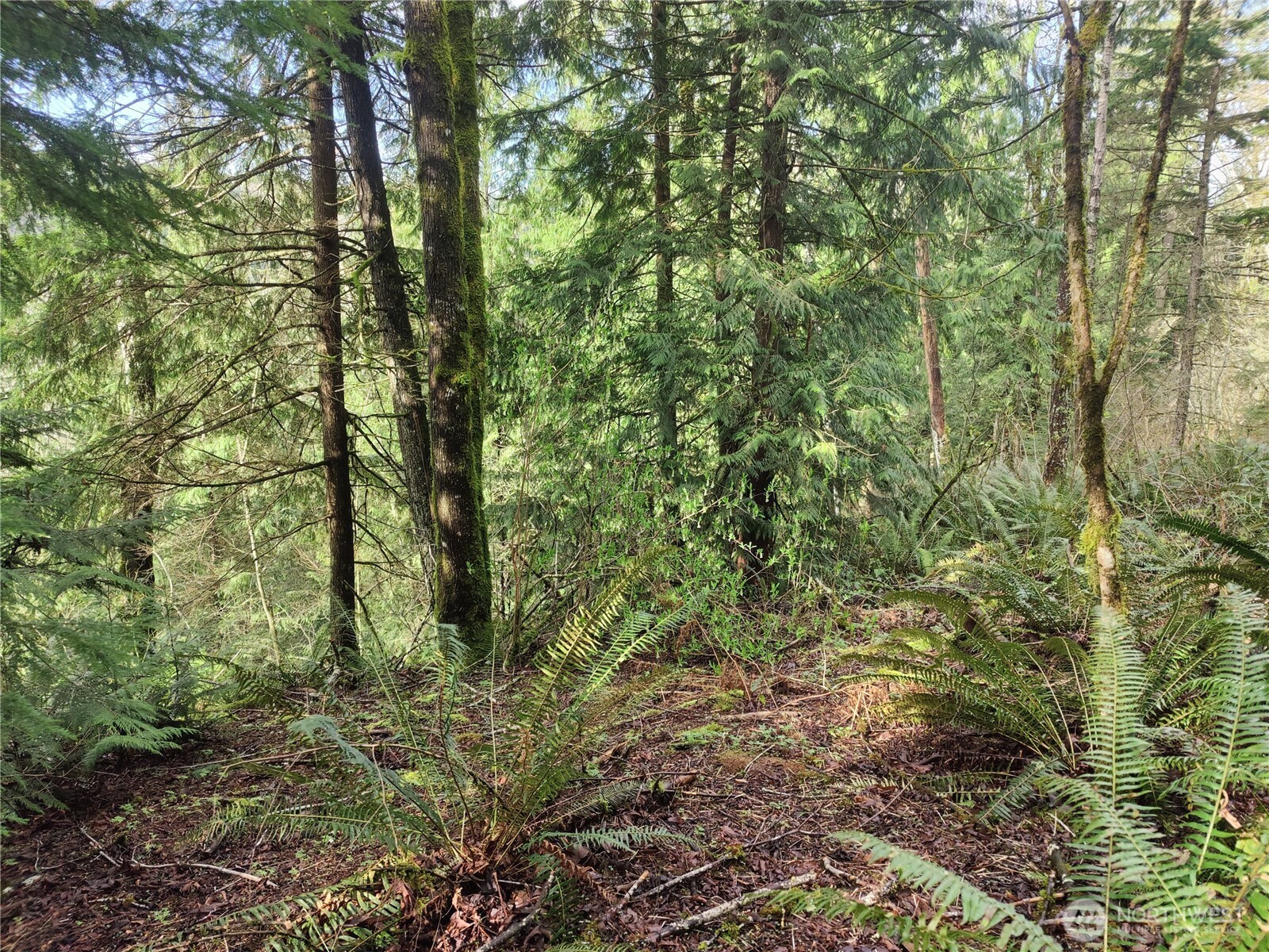 Land in Sumas
