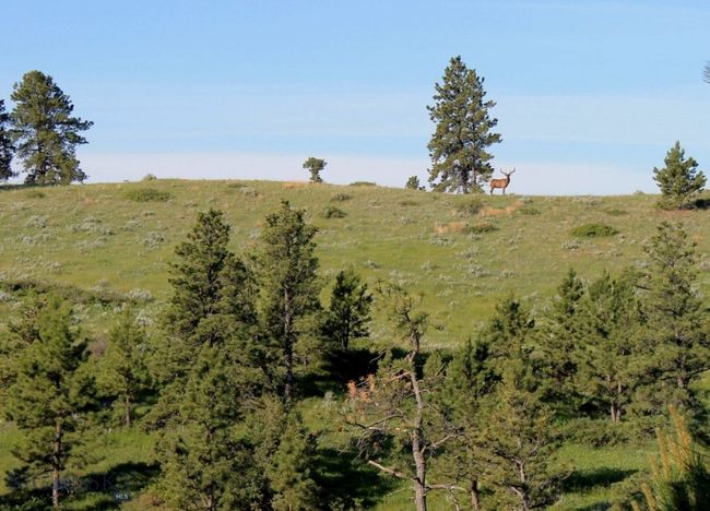 Elk | Image 60